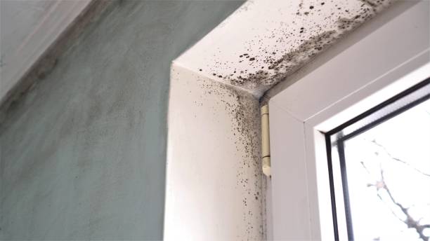 Best Crawl Space Mold Remediation  in Windermere, FL