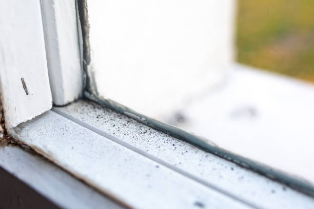 Environmental Consulting for Mold Prevention in Windermere, FL