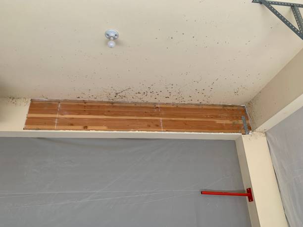 Best Mold Odor Removal Services  in Windermere, FL