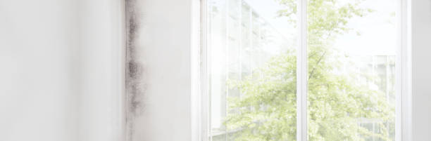 Best Industrial Mold Remediation  in Windermere, FL